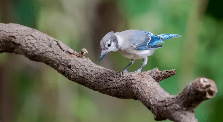 A Blue jay scouting for potential threat
