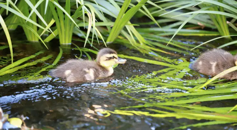A baby duck enjoying life in a pond with siblings