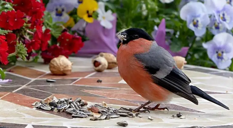 A beautiful bird enjoying yummy sunflower seeds