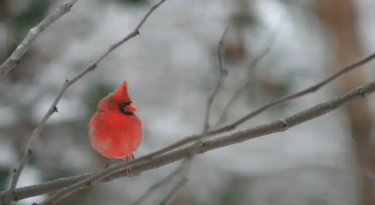 A beautiful cardinal sitting on tree branch