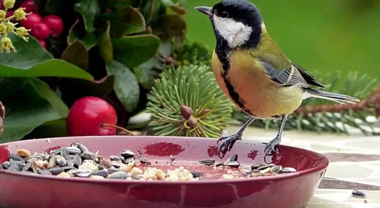A bird opening and eating seeds from a bird feeding pot