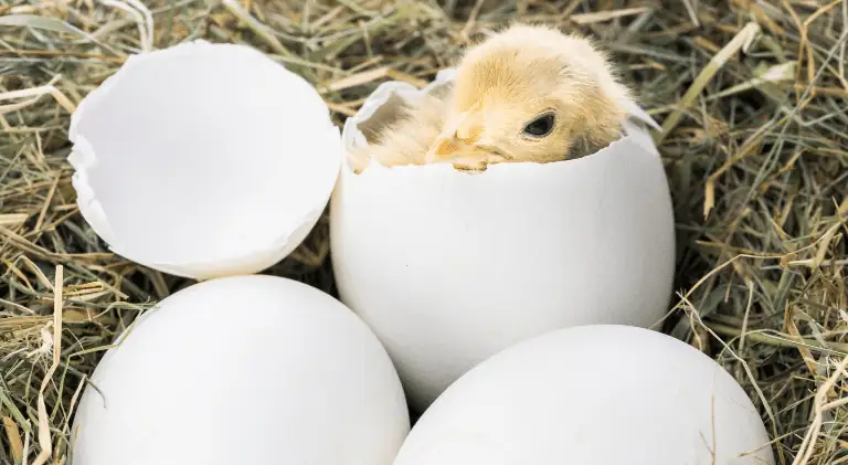 A chick bird coming out of the egg shell