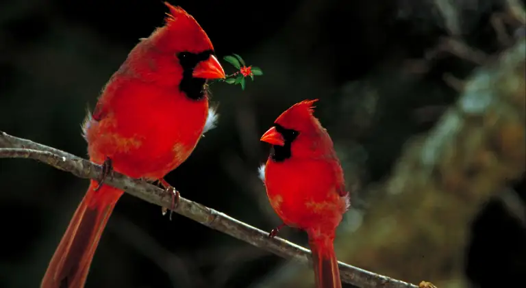 A cute pair of cardinals