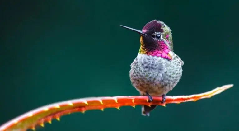 A cute tiny hummingbird sitting on a branch