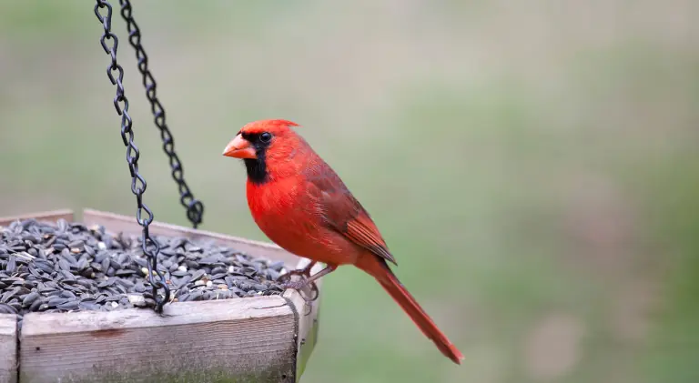 A gorgeous cardinal eating seeds from a bird feeder