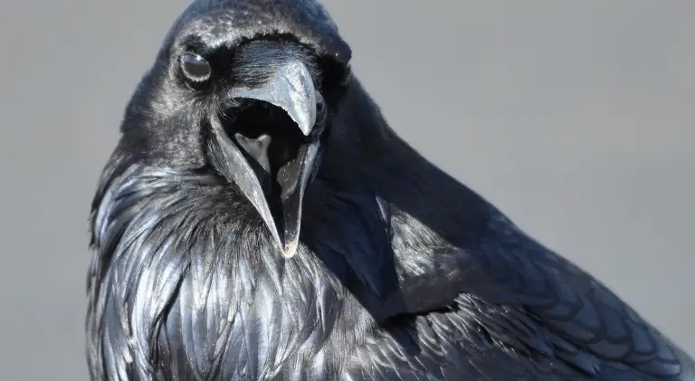 a confident looking raven bird