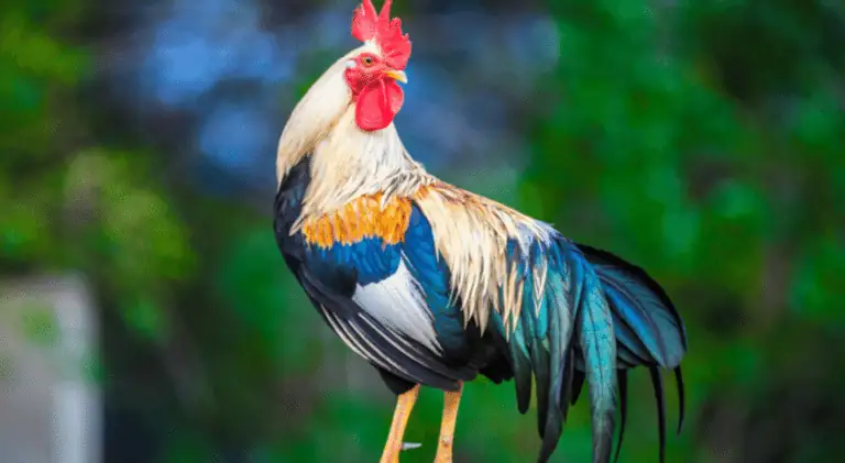A graceful rooster standing and posing for a picture