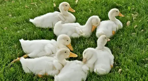 A group of cute baby ducks