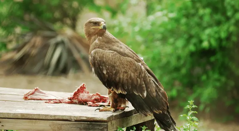 A hawk eating meat