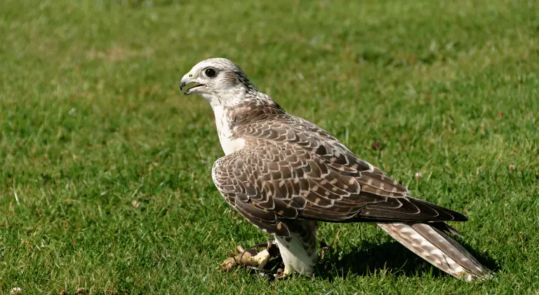 A hawk sitting on the ground
