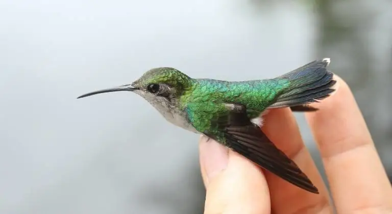 A hummingbird sitting on hand