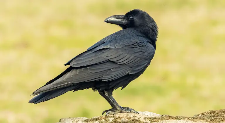 raven looking for water and birdbath in your yard