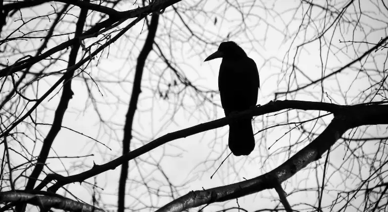 A raven sitting in tree branches looking for shelter