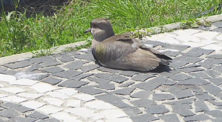 A shocked bird sitting on the ground