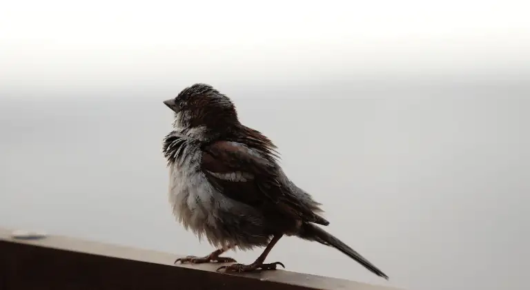 A sparrow just took bath and drying its feathers