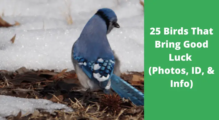 25 Birds That Bring Good Luck (Photos, ID, & Info)
