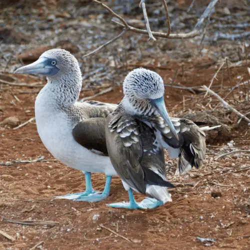 Blue footed booby - A bird that lays blue eggs