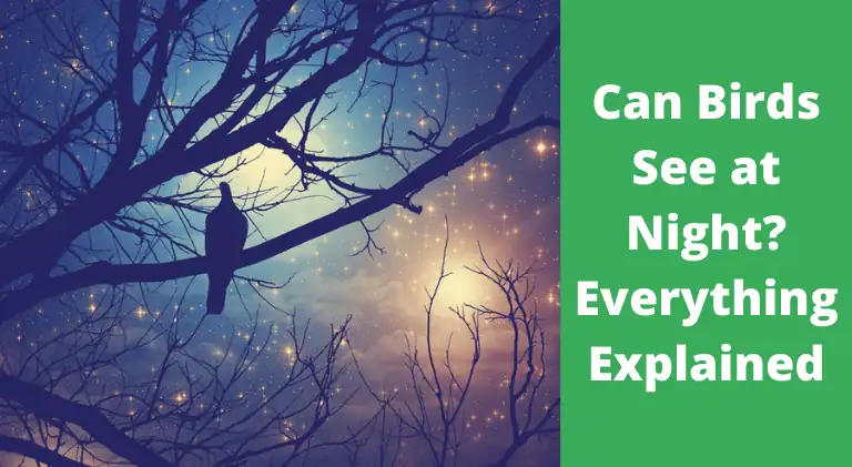 Can Birds See at Night Everything Explained