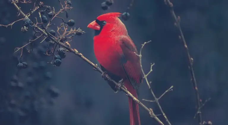 Cardinal bird sitting on a tree branch