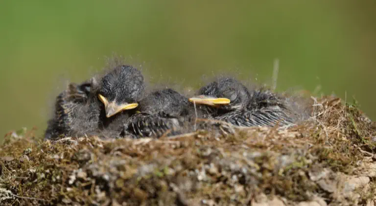 Cute little baby birds sleeping in their nest
