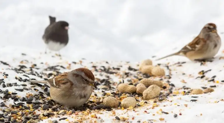 Cute sparrows eating sunflower seeds along with peanuts