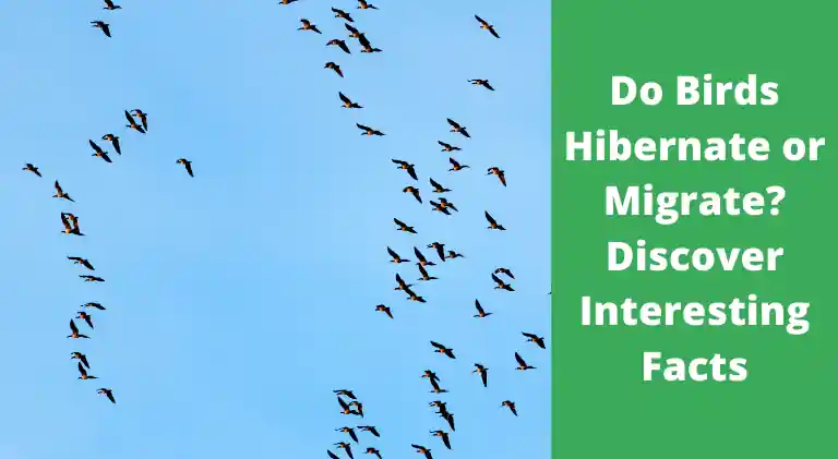 do birds hibernate or migrate
