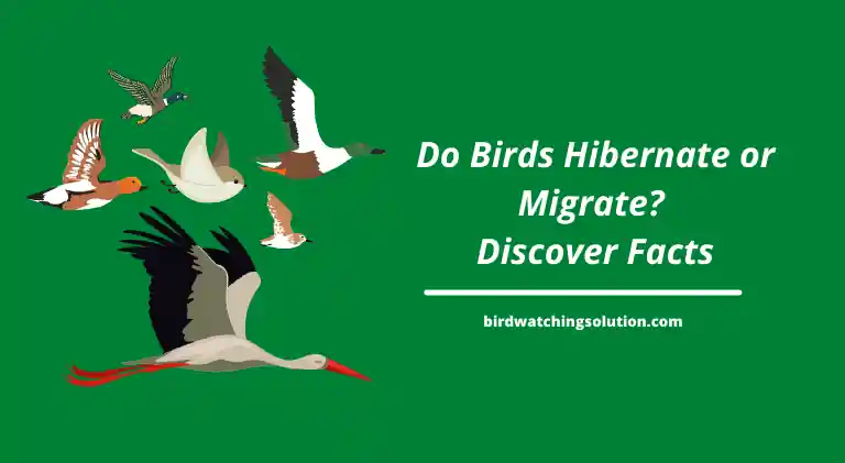 do birds hibernate or migrate?
