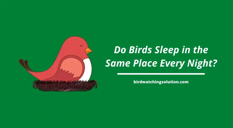 Do Birds Sleep in the Same Place Every Night_
