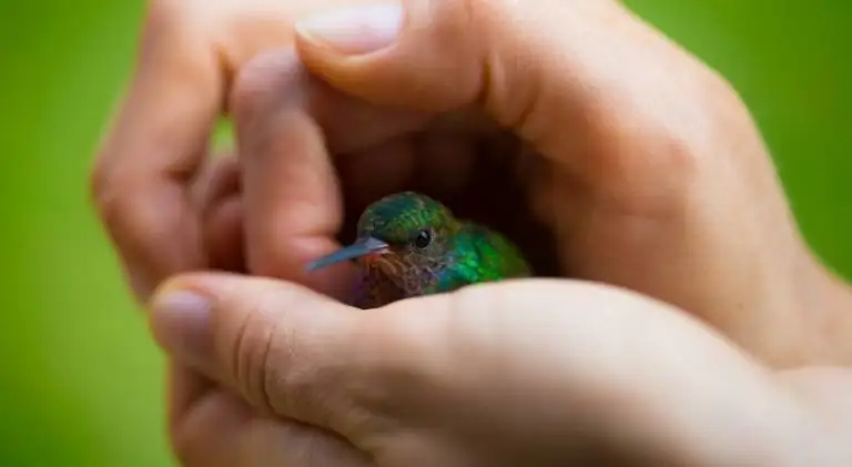 Friendly hummingbird feeling safe in hands