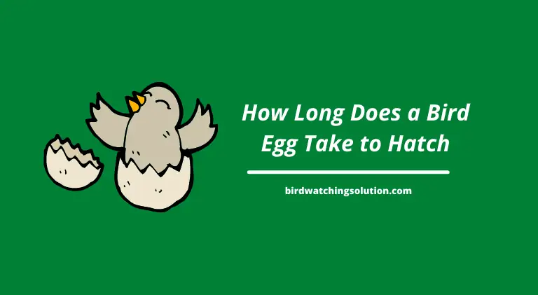 How Long Does a Bird Egg Take to Hatch