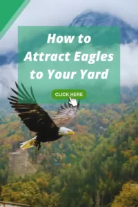 How to Attract Eagles to Your Yard