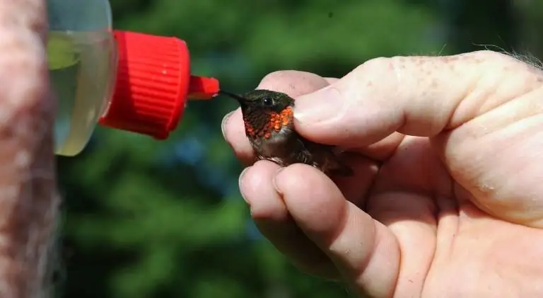 holding a hummingbird while it is eating nectar from the birdfeeder
