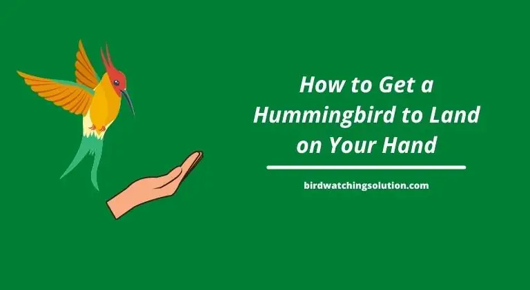 How to Get a Hummingbird to Land on Your Hand