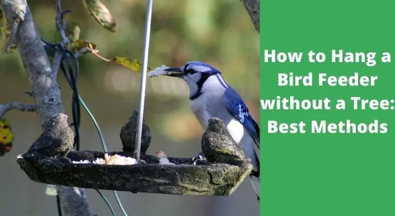 How to Hang a Bird Feeder without a Tree
