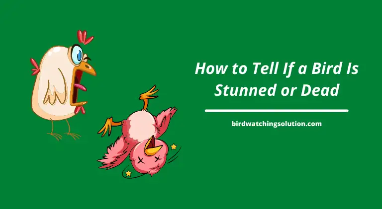 How to Tell If a Bird Is Stunned or Dead