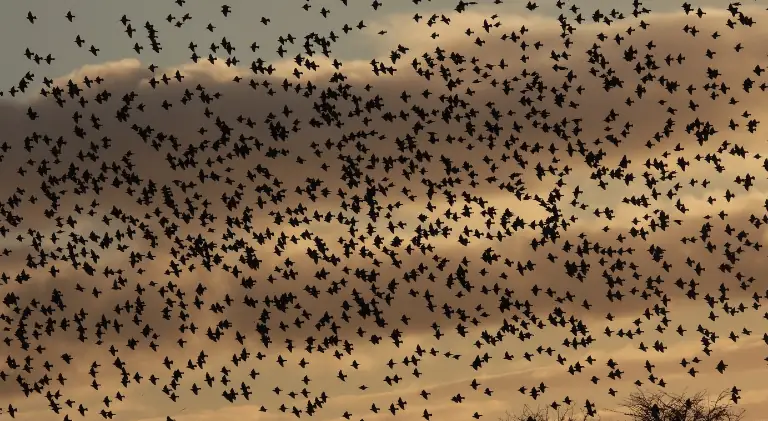 Starling murmuration during their migration
