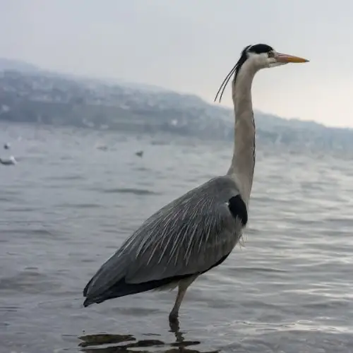 The Crane - one of those birds that bring good luck