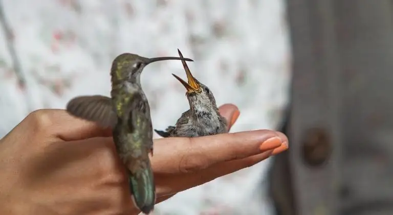 Two cute hummingbirds playing on hand
