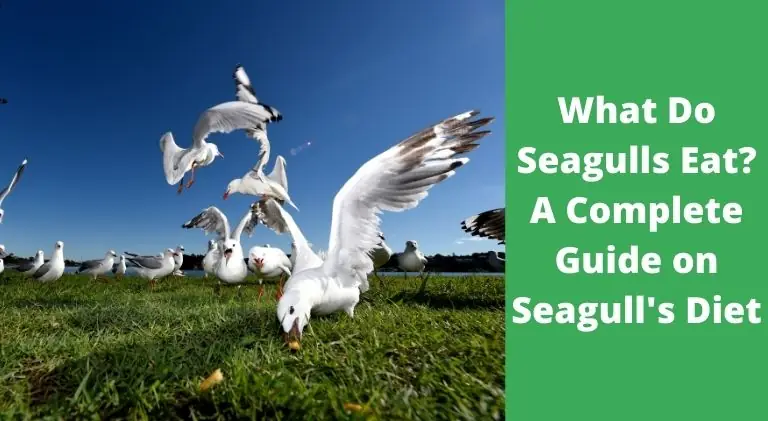 What Do Seagulls Eat? Learn About Seagull’s Diet