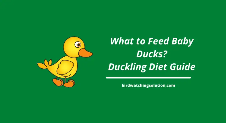 What to Feed baby ducks
