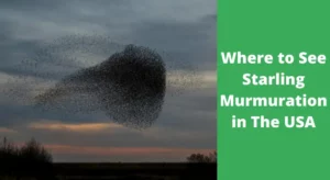 Where to See Starling Murmuration in The USA (thumb)