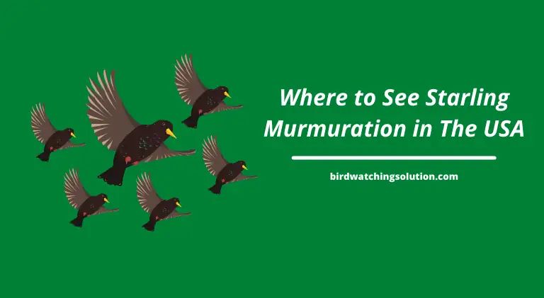 Where to See Starling Murmuration in The USA