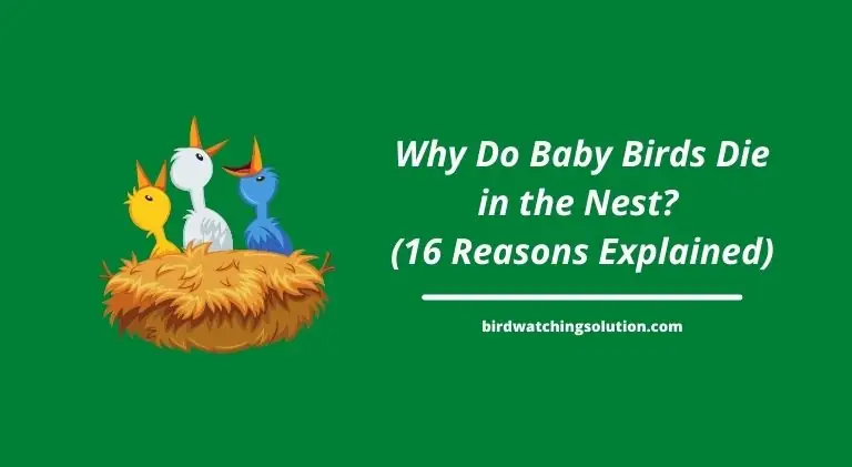 why do baby birds die in the nest?