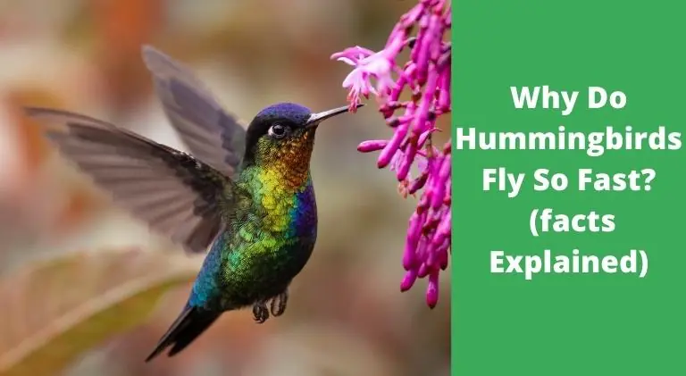 Why Do Hummingbirds Fly So Fast (facts Explained)