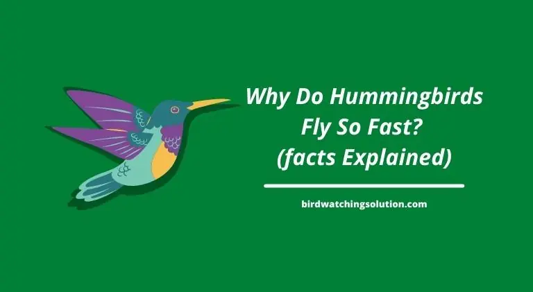 Why Do Hummingbirds Fly So Fast
