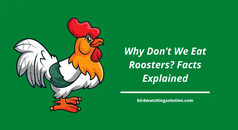 Why Don’t We Eat Roosters Facts Explained