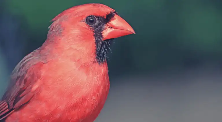 a beautiful cardinal bird