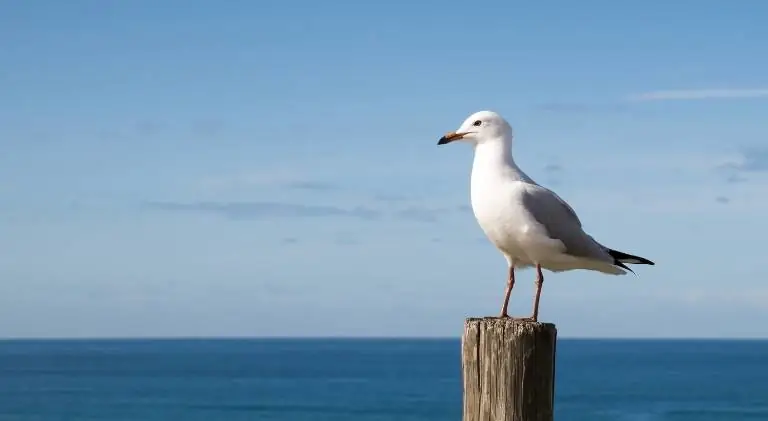 a beautiful seagull looking for fish