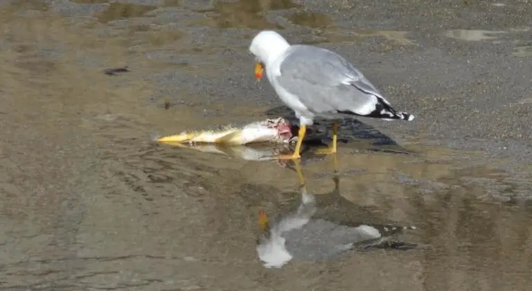 a seagull eating dead fish