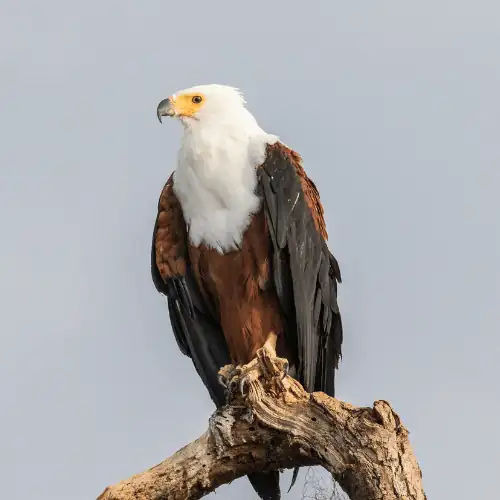 african fish eagle a graceful bird that soar high in the air  
